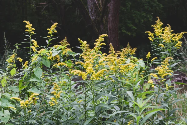 加拿大连翘花或晚期金黄色花的野花 有选择的重点 美国肯塔基州和内布拉斯加州的州花 — 图库照片