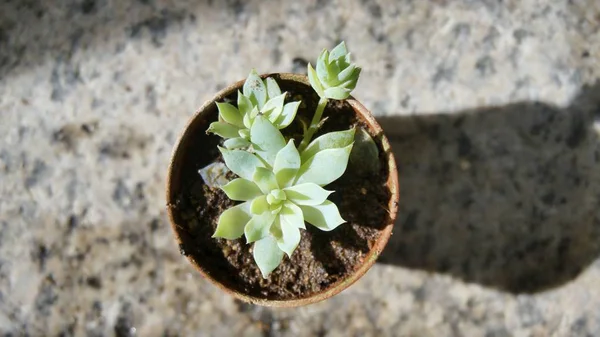 植木鉢のサボテン — ストック写真