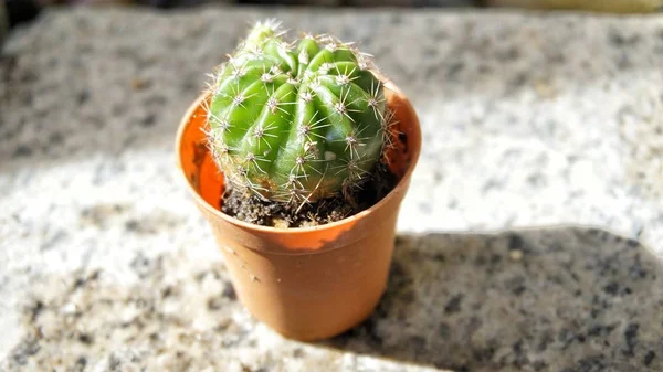 Cactus Bloempotten — Stockfoto