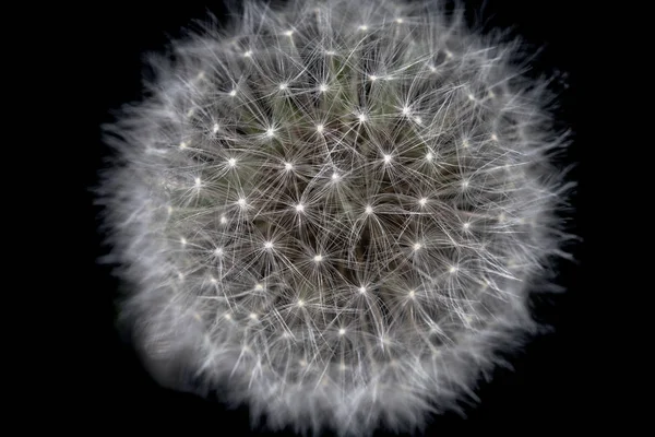 Yakın çekim karahindiba siyah arka plan üzerine izole