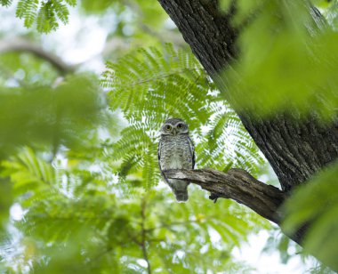 Genç ağaç yaprak yeşil arka plan üzerinde kendi