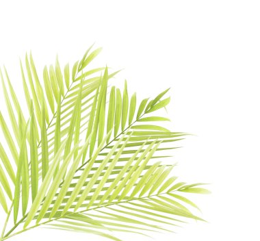 Beyaz arkaplanda yalıtılmış palmiye yaprağı