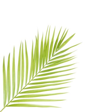 izole yeşil palmiye yaprağı