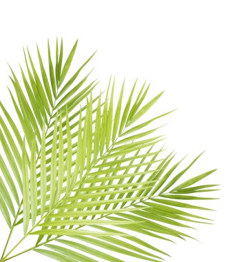 izole yeşil palmiye yaprağı