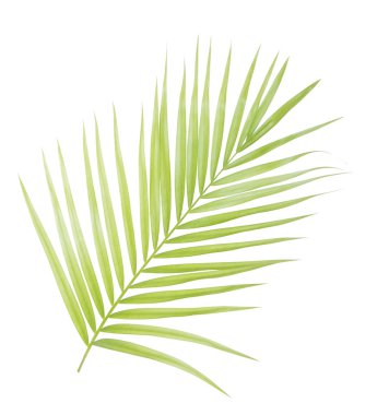 izole yeşil palmiye yaprağı