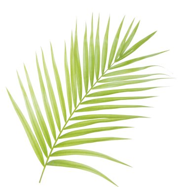 izole yeşil palmiye yaprağı