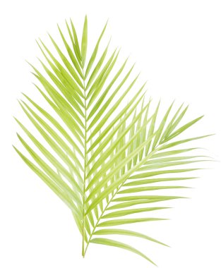 izole yeşil palmiye yaprağı