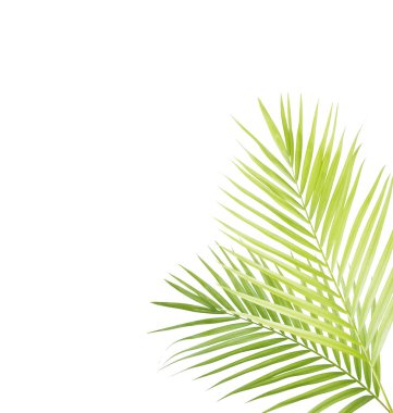 izole yeşil palmiye yaprağı