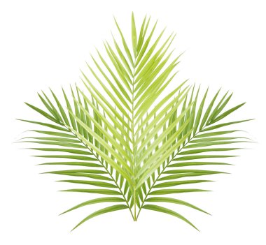 izole yeşil palmiye yaprağı