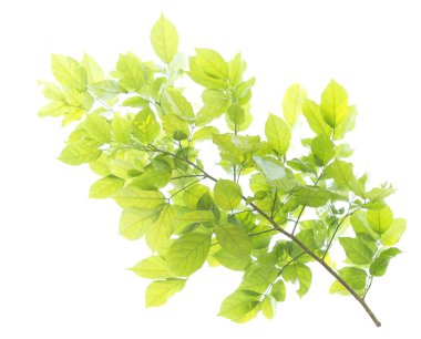 Beyaz arkaplanda yeşil yaprak izole edildi