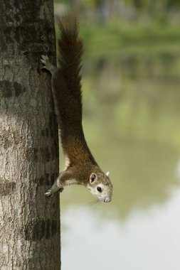 Bahçe sulama sistemi ile doğal arka plan