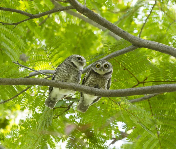Couple Owl Green Tree — Stock Photo, Image