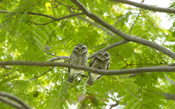 Couple Owl Green Tree — Stock Photo, Image