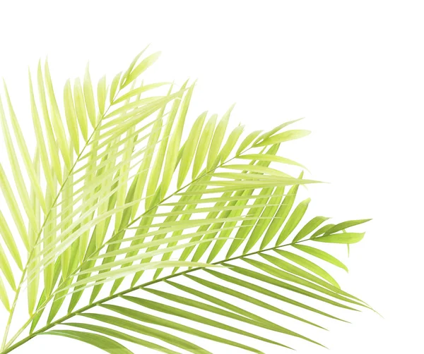 Palm Leaf Isolated White Background — Stock Photo, Image