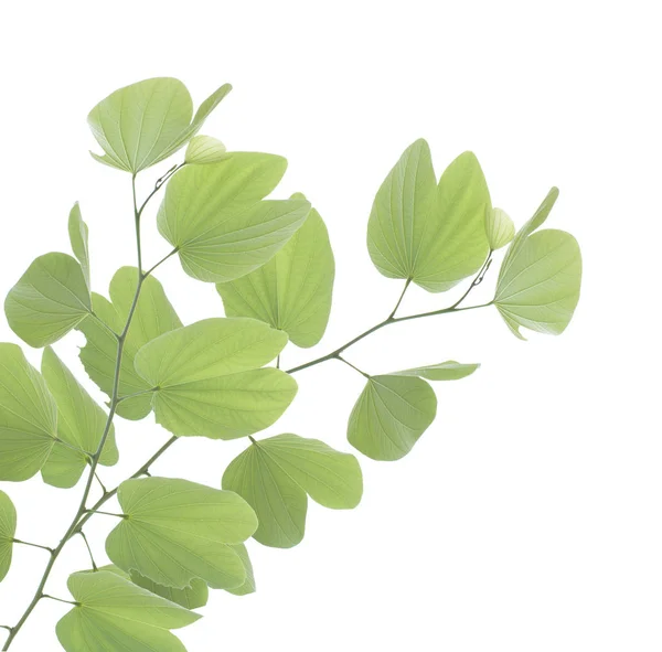 Зеленый Лист Баухинии Выделен Белом Фоне — стоковое фото