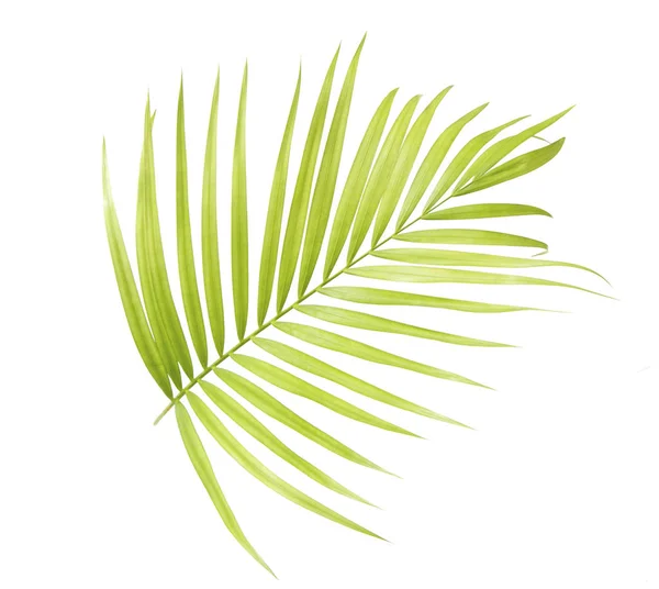 Hoja Palma Verde Aislada — Foto de Stock