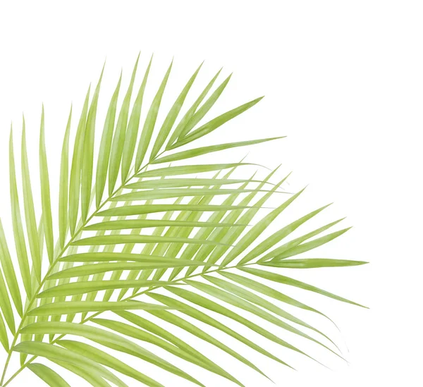 Hoja Palma Verde Aislada —  Fotos de Stock