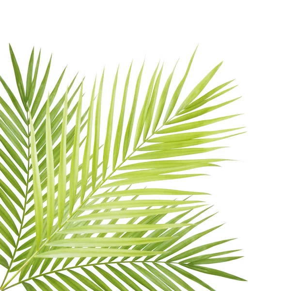 Green Palm Leaf Isolated — Stock Photo, Image
