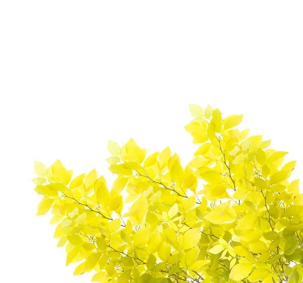 Yellow Leaf Isolated White Background — Stock Photo, Image