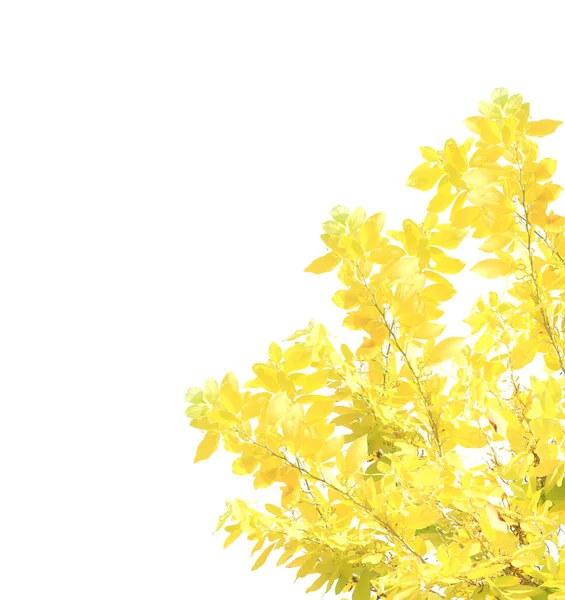 Yellow Leaf Isolated White Background — Stock Photo, Image