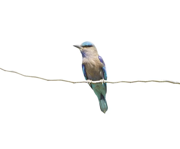 Beyaz Arka Plan Üzerinde Izole Mavi Kingfisher Kuş — Stok fotoğraf