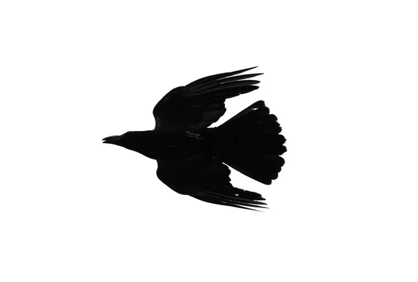 Silhouet Van Crow Geïsoleerd Witte Achtergrond — Stockfoto