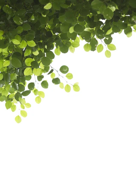 Зеленые Листья Веткой Изолированы Белом Фоне — стоковое фото