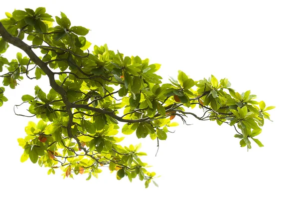 Green Leaves Branch Isolated White Background — Stock Photo, Image