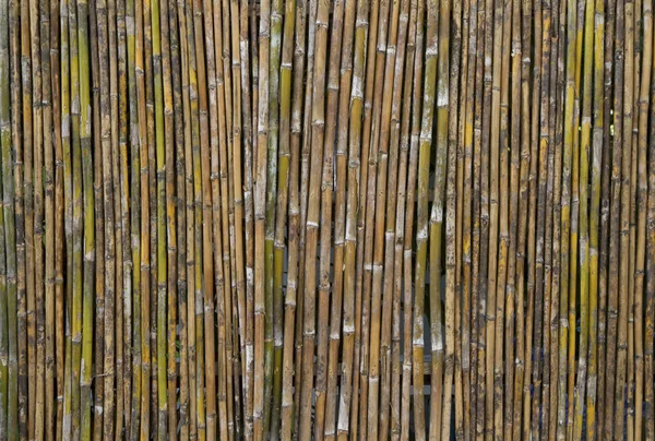 Bamboo Wall Texture Background — Stock Photo, Image