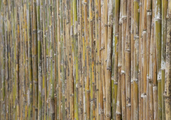 Textura Parede Bambu Fundo — Fotografia de Stock