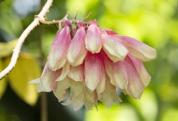 Nouvelle Fleur Vigne Trompette Inde — Photo