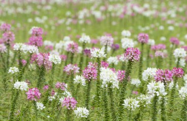 Renkli örümcek çiçek alanı