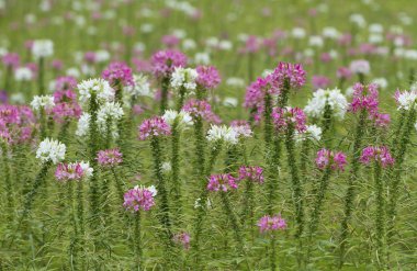 Renkli örümcek çiçek alanı