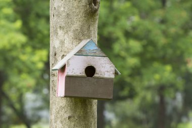 Kuş evi iç içe geçme-box asmak ağaç gövdesi üzerinde