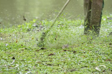 İşçi kesme çim çim biçme makinesi ile.