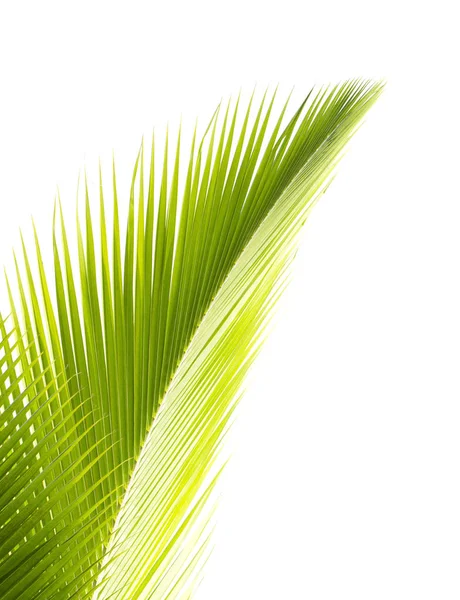 Зеленый Кокосовый Лист Белом Фоне — стоковое фото