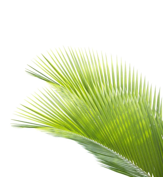 Зелений Кокосовий Лист Ізольований Білому Тлі — стокове фото