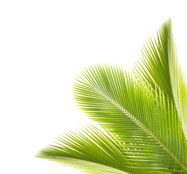 Зеленый Кокосовый Лист Белом Фоне — стоковое фото