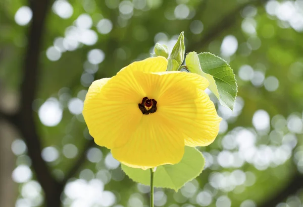 Gele Hibiscus Glanduliferus Bloem — Stockfoto