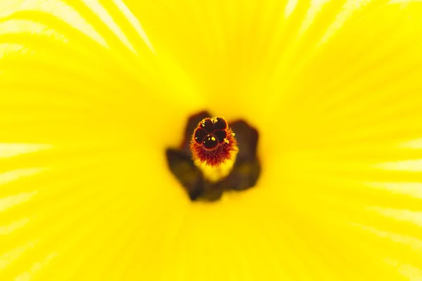 Yellow Hibiscus Glanduliferus Flower — Stock Photo, Image