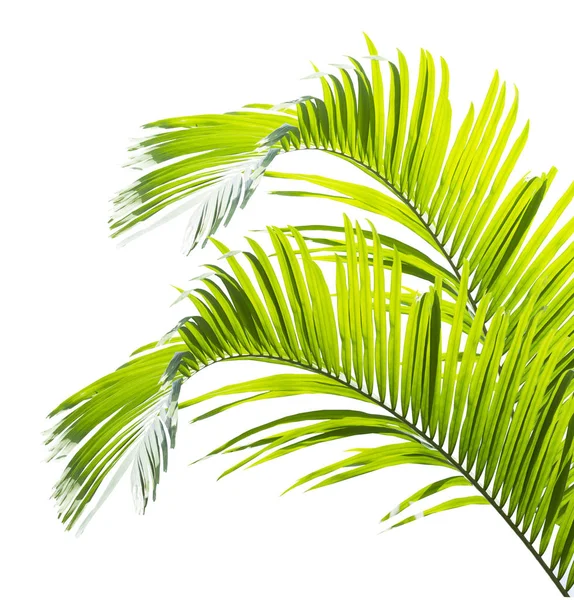 Groen Palmblad Geïsoleerd Witte Achtergrond — Stockfoto