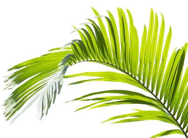 在白色背景上隔离的绿色棕榈叶 — 图库照片