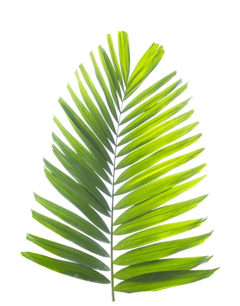 Palm Leaf Isolated White Background — Stock Photo, Image