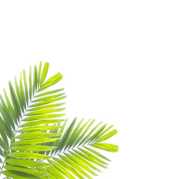 Beyaz arkaplanda yalıtılmış palmiye yaprağı