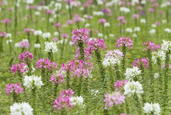 Colorful Spider Flower Field — Stock Photo, Image