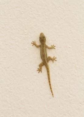 Gecko çimento duvar
