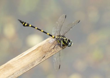 Siyah ve sarı renkli yusufçuk