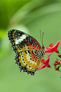 Leopar Lacewing kelebek, kırmızı çiçek Cethosia Cyanae