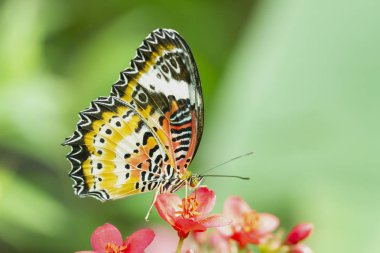 Leopar Lacewing kelebek, kırmızı çiçek Cethosia Cyanae