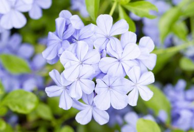 Cape Leadwort (Plumbago Auriculata için ortak ad) çiçek mavi Yasemin çiçeği olarak da bilinir